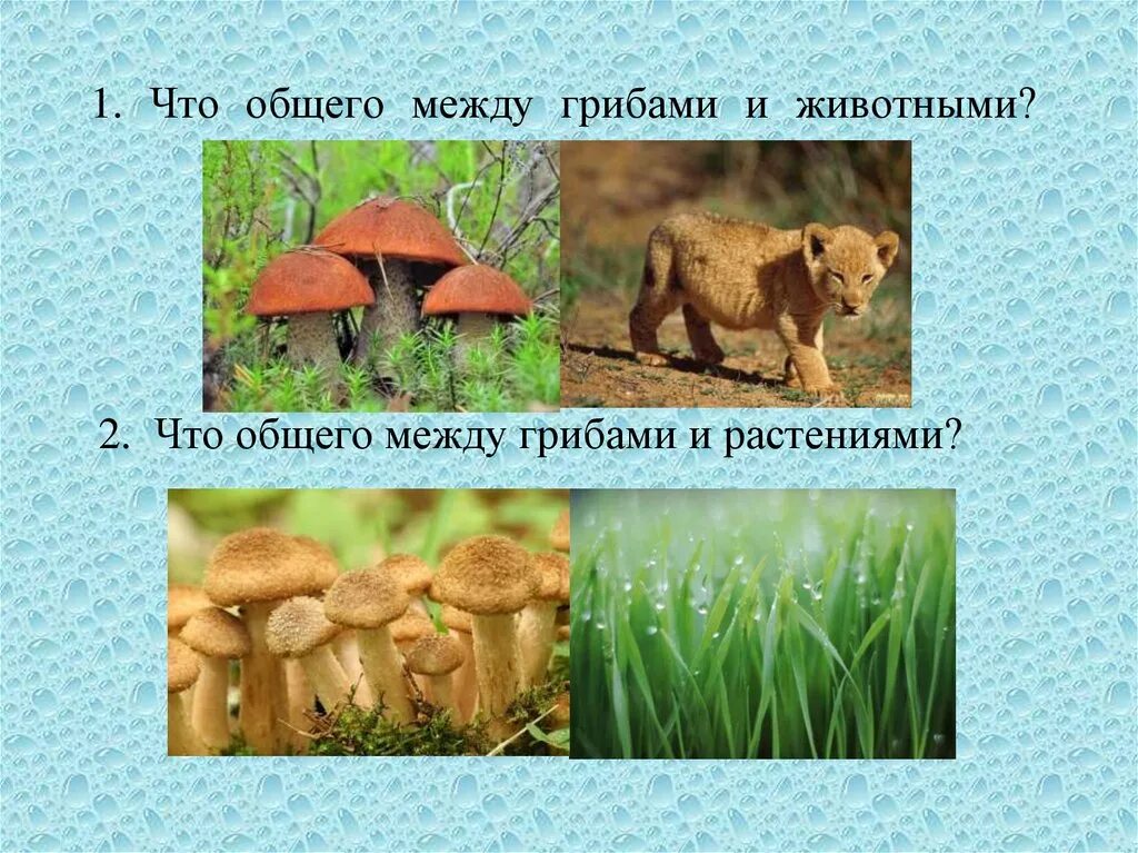 Что общего между грибами и животными. Связь между грибами и животными. Грибы общее с растениями и животными. Гоибц и животные общее.