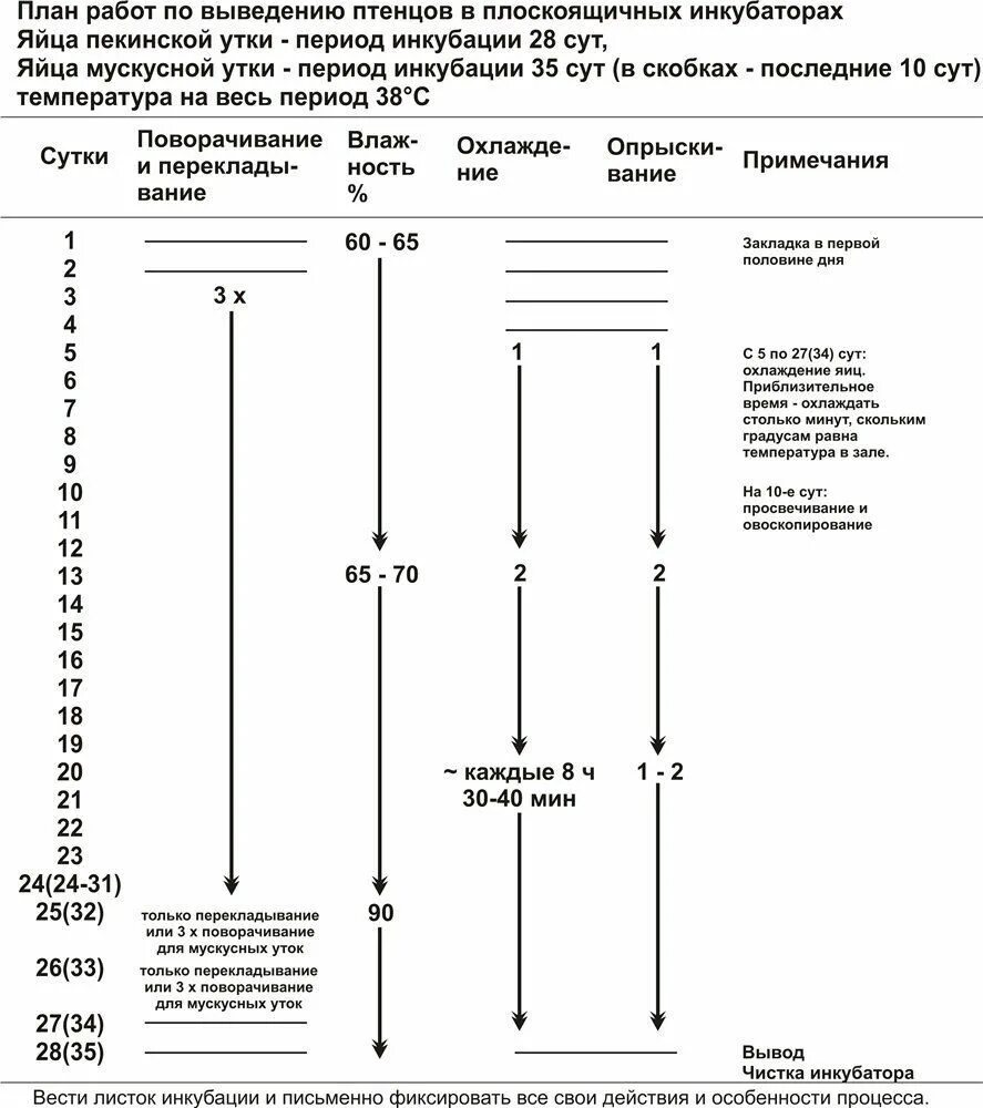 Сколько в инкубаторе выводятся цыплята. Инкубация яиц мускусных уток режим инкубации таблица. Таблица инкубации мускусной утки. Режим инкубации мускусных уток таблица. Режим инкубации яиц мускусных уток таблица.