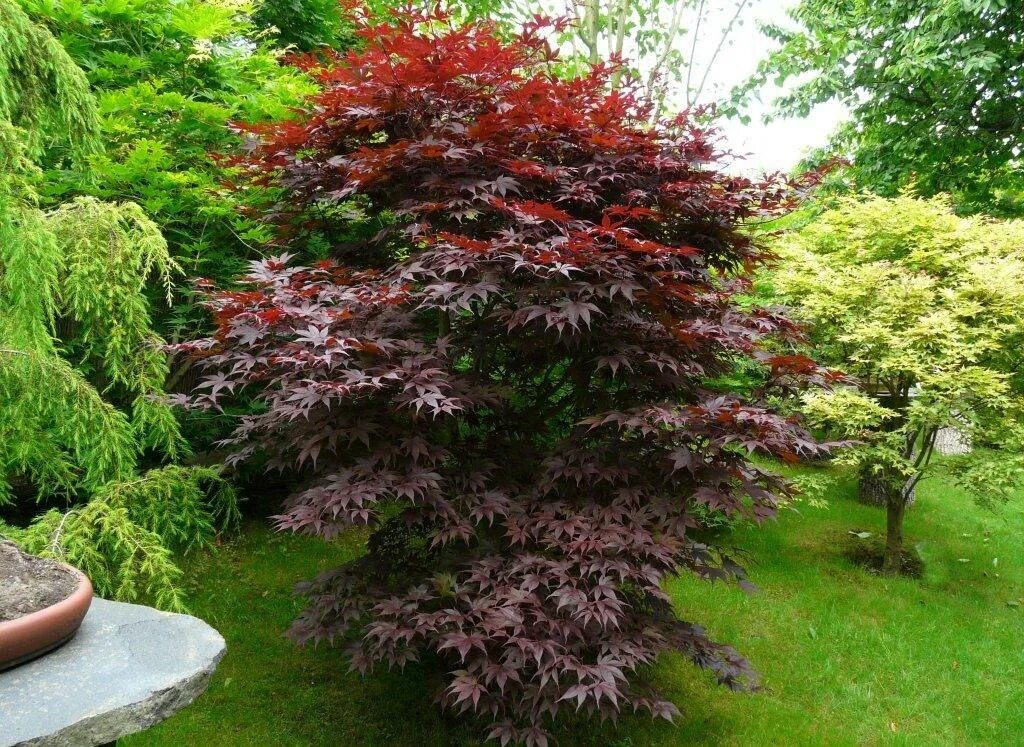 Клен Acer palmatum Bloodgood. Клен дланевидный веерный. Клен дланевидный/веерный (Acer palmatum Atropurpureum) p9. Клен японский дланевидный. Декоративно лиственные кустарники