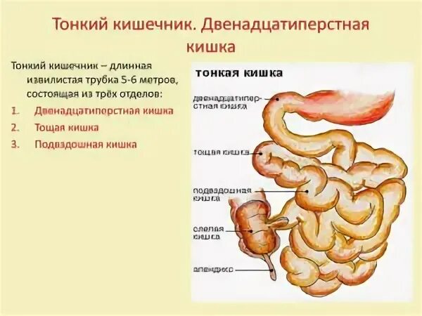 Сколько сантиметров кишка. Функция 12 перстной кишки тонкого и Толстого кишечника. Какая длина у 12 перстной кишки. Длина двенадцатиперстной кишки взрослого человека. Длина 12 перстной кишки у взрослого.