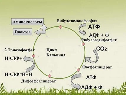 Фиксация при фотосинтезе