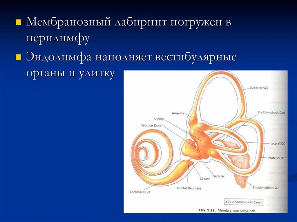 Улитка перилимфа эндолимфа. Костный Лабиринт эндолимфа. Перилимфа и эндолимфа слухового аппарата. Вестибулярный Лабиринт.