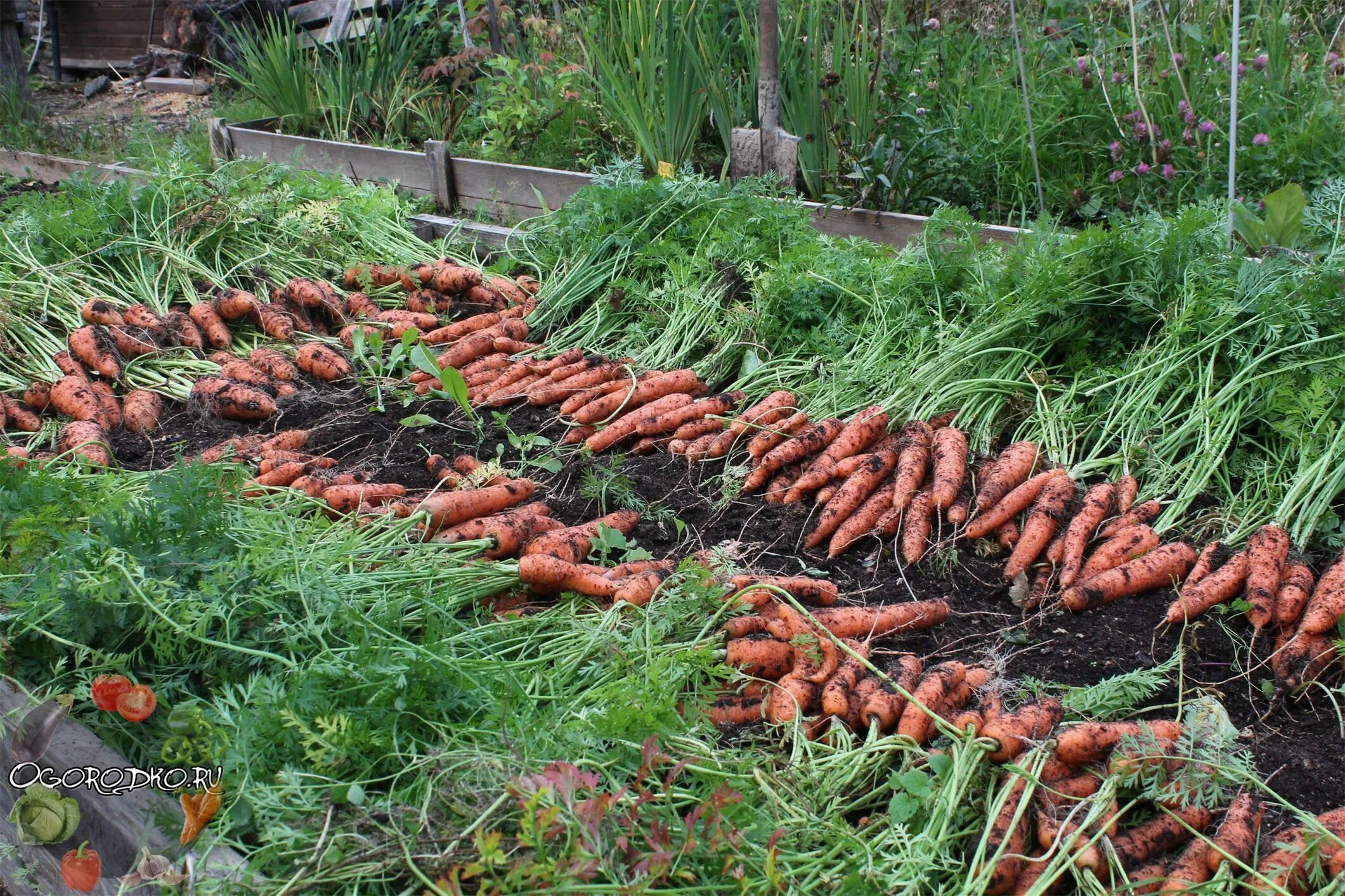 Морковь в черноземье. Морковь в огороде. Уборка моркови. Уборка урожая моркови. Морковь растет в огороде.