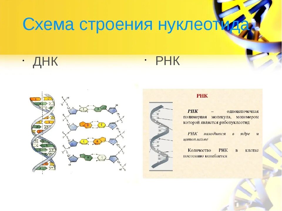 Строение ДНК И РНК схема. Строение ДНК И РНК схема строения. Схема нуклеотида ДНК И РНК. Структура ДНК И РНК.