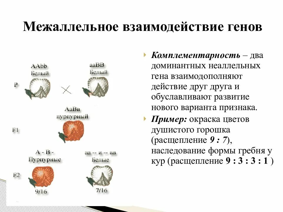 Доминантные признаки у кур. Комплементарное взаимодействие схема расщепления. Генетические схемы комплементарности. Схема комплементарного взаимодействия генов. Неаллельные взаимодействия генов расщепление.