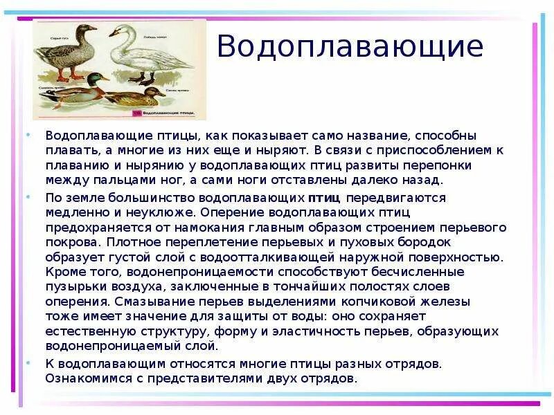 Особенности водоплавающих птиц. Доклад о водных птицах. Приспособления водоплавающих птиц. Сообщение о водоплавающих птицах.