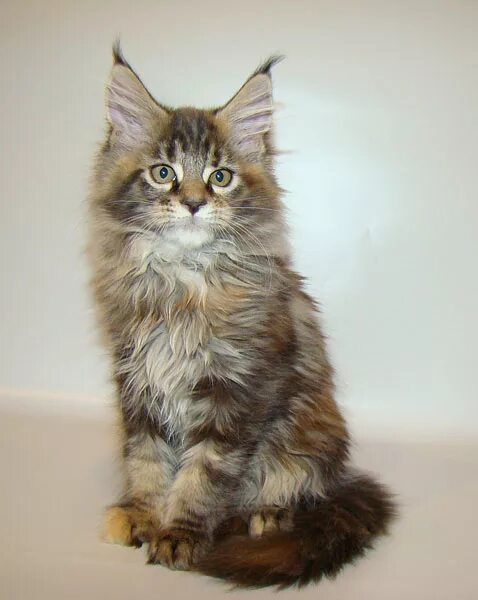 Как определить мейн куна. Как определить мейн куна. Мейн кун и обычная кошка. Мейн кун 1 месяц. Мраморный окрас мейн куна.