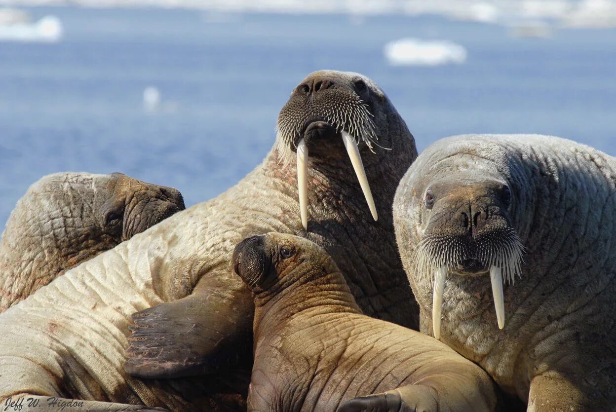 Атлантический морж. Морж красная книга России. Atlantic Walrus. Морж WWF.