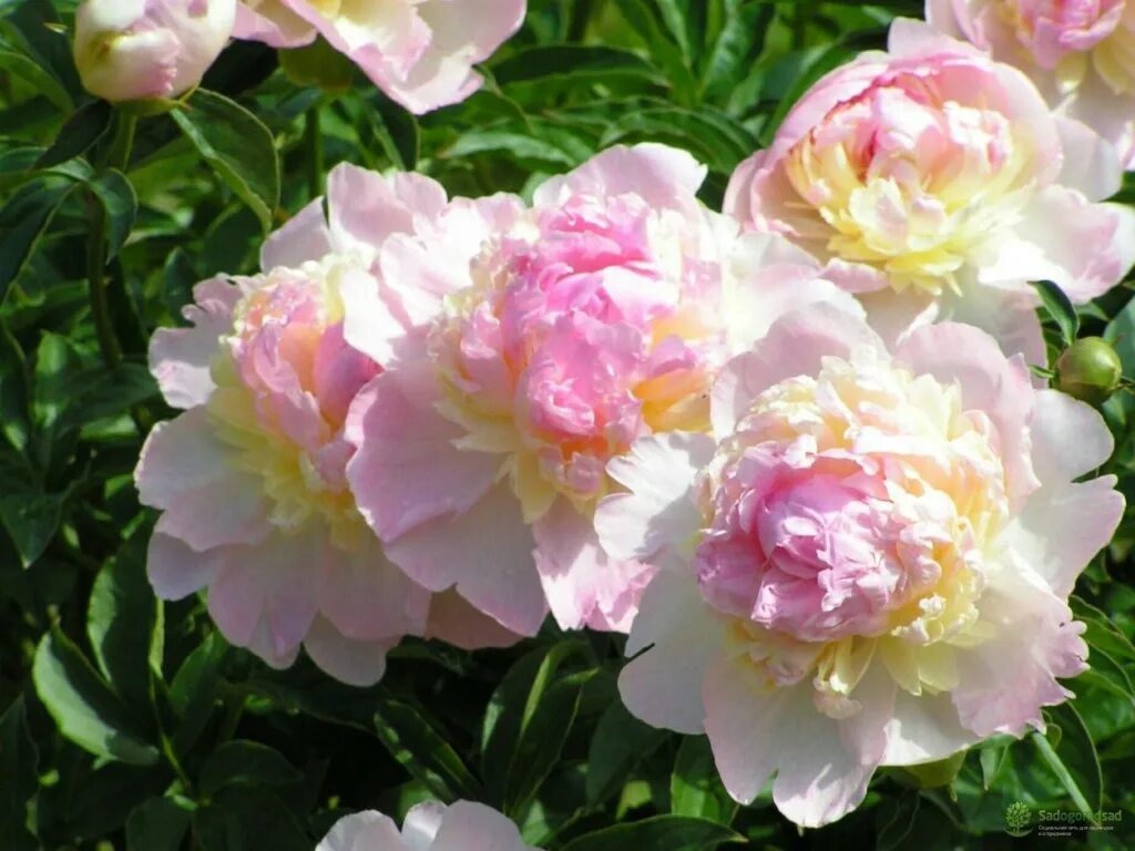 Пион молочноцветковый распберри сандей. Raspberry sundae. Пион распберри сандей. Пион распберри сандей. Пион распберри сандей.