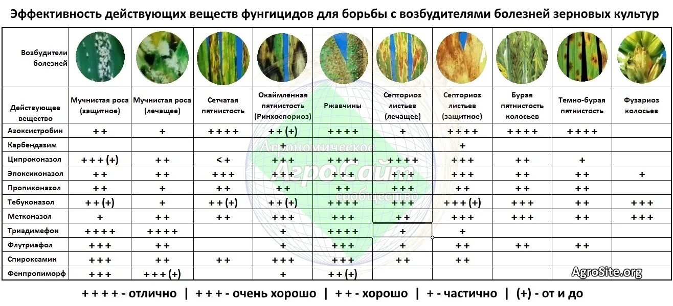 Фунгицид от каких болезней. Эффективность фунгицидов таблица. Таблица фунгицидов по действующему веществу. Таблица эффективности фунгицидов на пшенице. Действующие вещества гербицидов таблица.