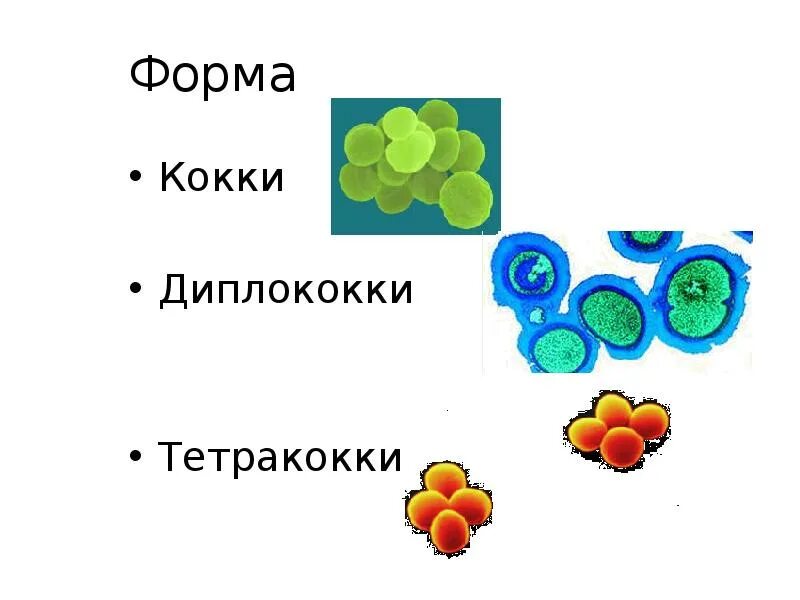 Диплококки менингококки пневмококки гонококки. Кокковидные и палочковидные формы бактерий. Сарцины кокки. Виды диплококков. Кокковые формы бактерий в мазке.