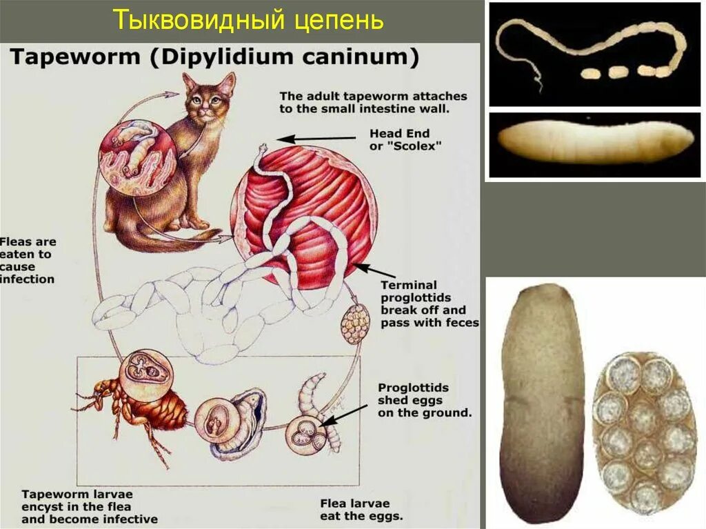 Dipylidium caninum. Тыквовидный цепень Финна. Жизненный цикл собачьего цепня. Яйца гельминтов огуречного цепня. Цестоды, ленточные глисты..