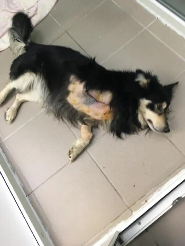 бездомные собаки в турции. приют для животных г грязи липецкой. щенки метисы болонки и пуделя 1 месяц. приют лохматая душа. приют лохматая душа.