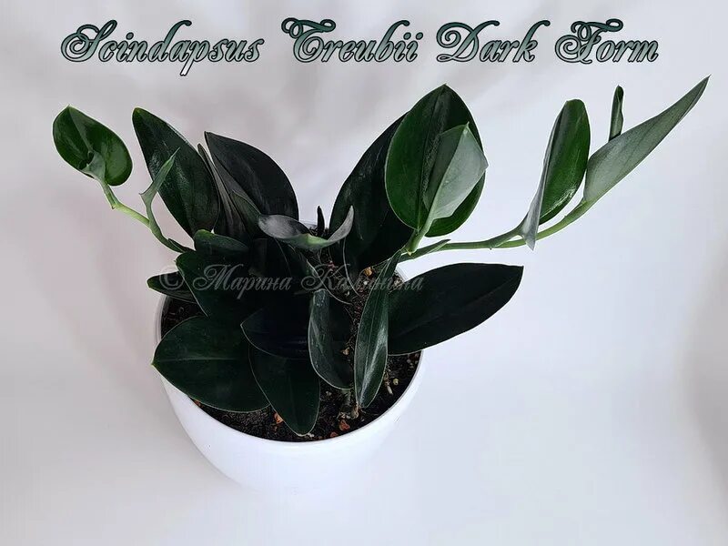Сциндапсус как сформировать красивую крону. Сциндапсус бразилия. Сциндапсус дарк форм. Сциндапсус дарк форм. Сциндапсус дарк вельвет.