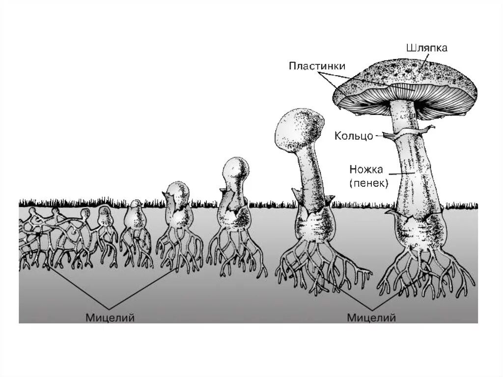 Как называется корень гриба. Мицелий и плодовое тело. Грибница. Мицелий грибов. Грибница грибов.
