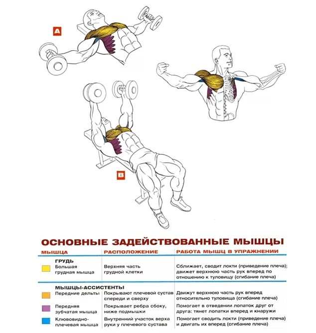 разводка гантелей лежа на горизонтальной скамье. разводка гантелей лежа. упражнение разведение гантелей лежа. разводка гантелей лежа на скамье техника. разводуа гантелей на горизонтально суасье.