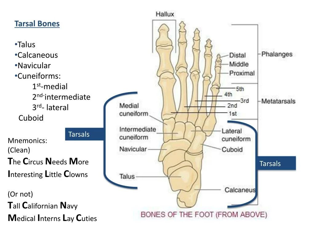 Bones osu