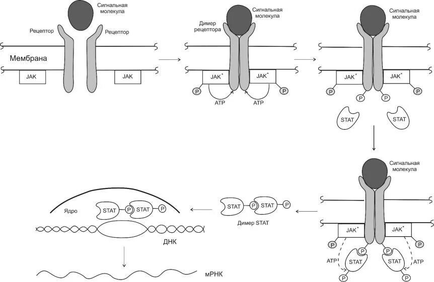 Сигнальный фактор это. Jak stat сигнальный путь схема. Сигнальные рецепторы. Малые сигнальные молекулы. Клеточный Рецептор сигнальный путь.