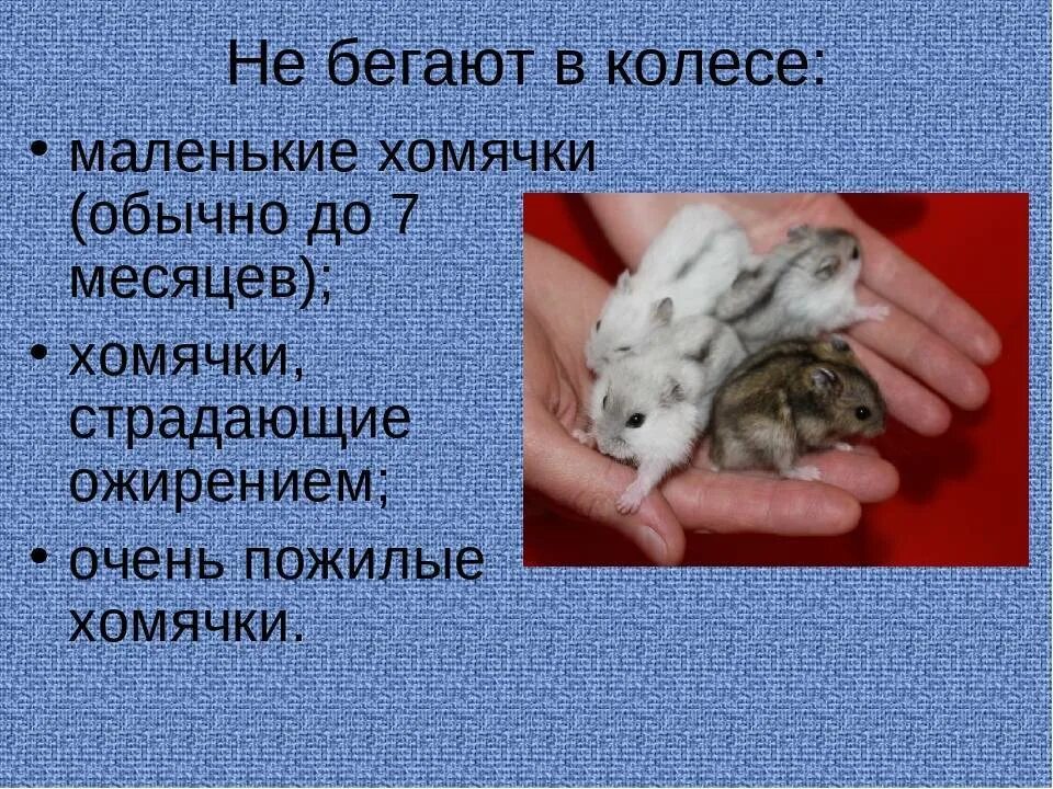 Почему ошибка в хомяке