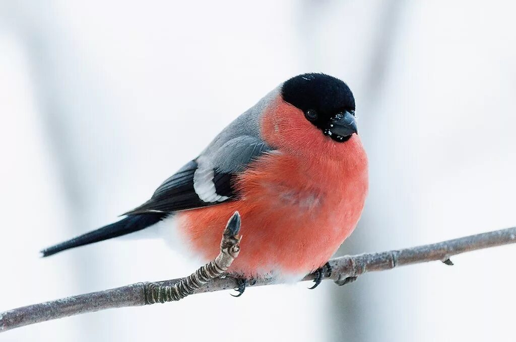 Красная синичка. Красногрудый Снегирь. Снегири красногрудые птицы. Красно грудной синегир. Красногрудый Снегирь зимняя птица.