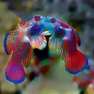 Самые красивые рыбки для аквариума