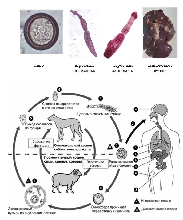 Как человек может заразиться эхинококком. Echinococcus granulosus жизненный цикл. Жизненный цикл эхинококка схема. Эхинококк печени жизненный цикл. Цикл развития эхинококка и альвеококка.