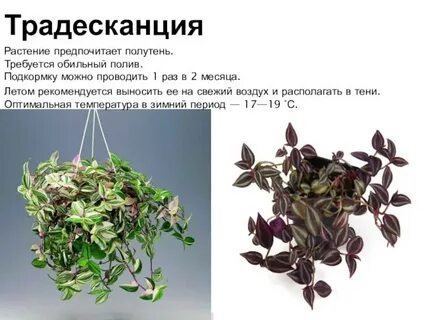 Традесканция подкормка