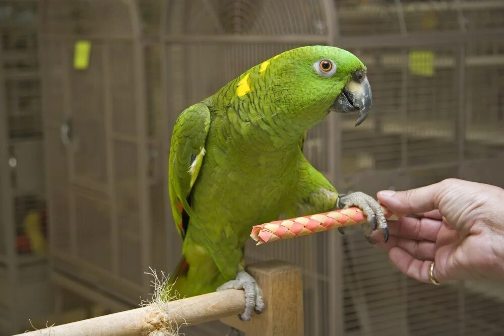 Говорящий попугай 3. Амазон попугай. Попугай желтошейный Амазон. Попугай породы Амазон. Говорящий попугай Амазон.