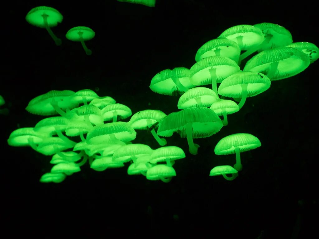 Грибы фотосинтезируют. Мицена хлорофос. Mycena chlorophos гриб. Биолюминесцентный гриб Mycena chlorophos. Светящиеся грибы Mycena LUXAETERNA.