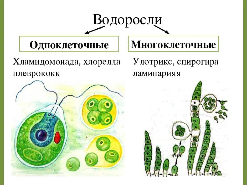 Одноклеточные и многоклеточные зеленые водоросли. Биология строение одноклеточных водорослей. Строение одноклеточных и многоклеточных водорослей. Одноклеточные и многоклеточные организмы водоросли.