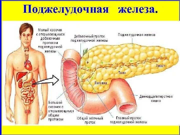 Нужна ли поджелудочная. Увеличенная поджелудочная железа. Поджелудочная железа расположение в организме. Расположение поджелудочной железы у женщин.