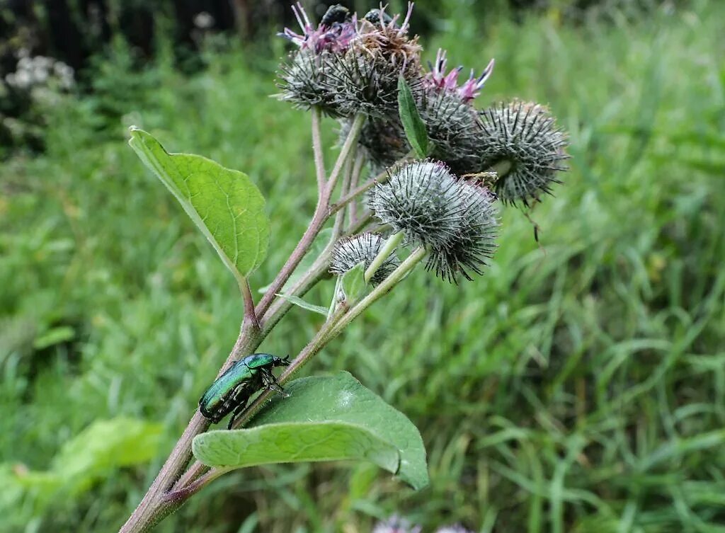 Репей 2. Семейство сложноцветные лопух. Репейник медонос. Репейник. Репей 2.