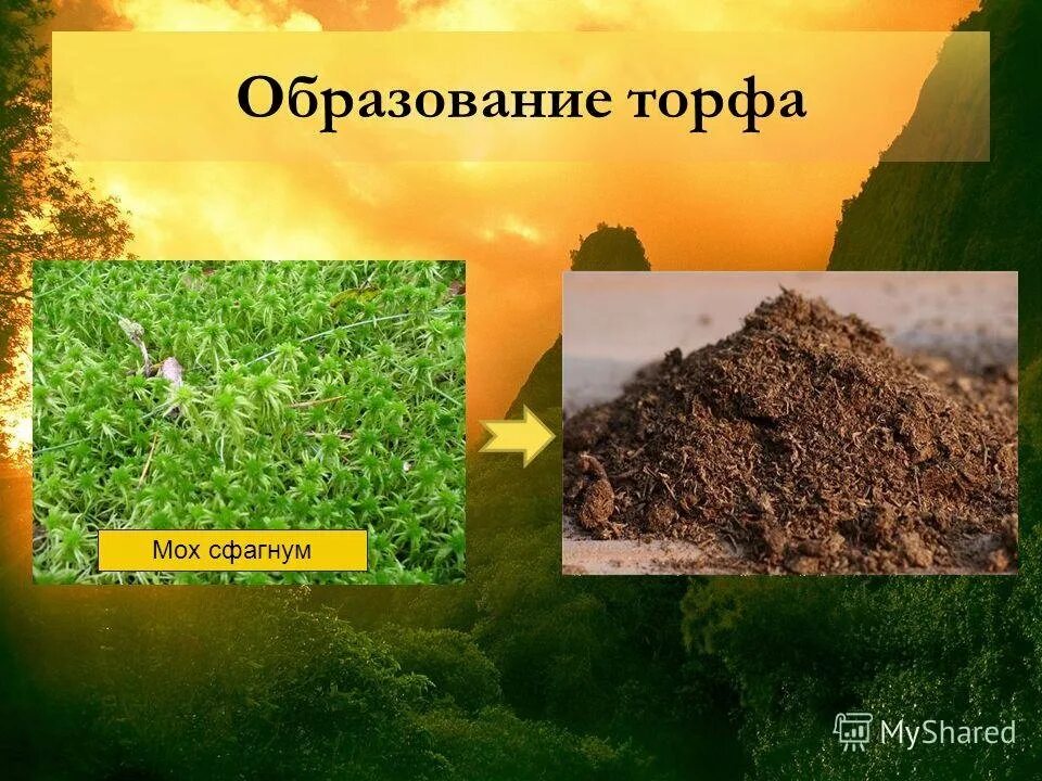 Какие растения образуют торф. Сфагнум образование торфа. сфагнум образует тофор. торф образуется из. как образуется торф.