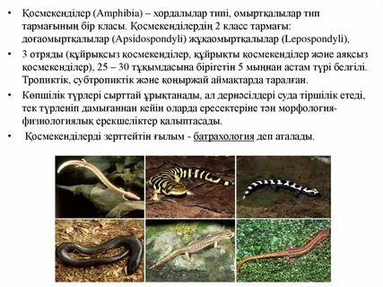 Жыныстық қатынас кезінде қышу туралы порно видео