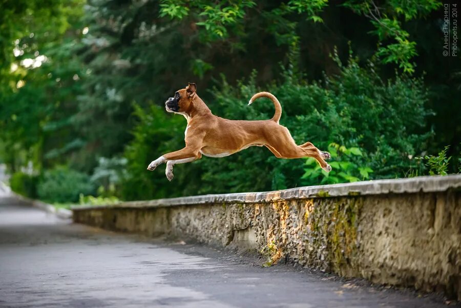 My dog can jump. Бег с собакой. Собака бежит. Собака в прыжке. Щенок бежит.