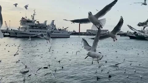 Полет чайки сочи