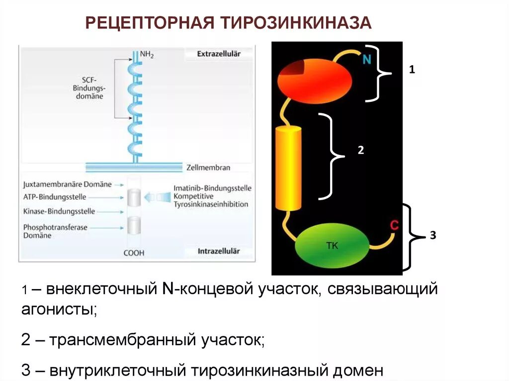 Строение тирозинкиназы. Рецептор тирозинкиназы механизм действия. Тирозинкиназные рецепторы механизм. Тирозинкиназная активность рецепторов инсулина. Механизм действия тирозинкиназных рецепторов.