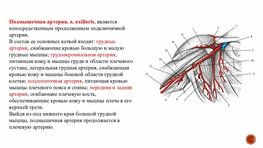 Что такое сосудистые пучки какую функцию они. Подключичная артерия топография ветви области кровоснабжения. Синельников подмышечная артерия. Топография подключичной артерии, отделы, ветви. Конечные ветви подмышечной артерии.