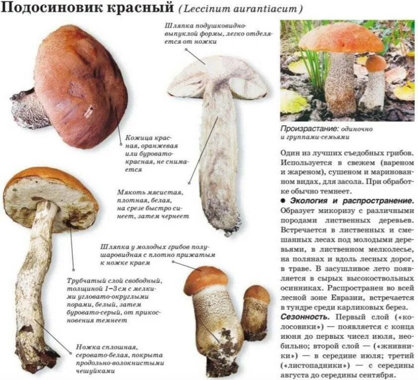 Строение подосиновика. Описание гриба подосиновика 2 класс. подосиновик красный съедобные грибы. подосиновик краткое описание. подосиновик гриб описание.