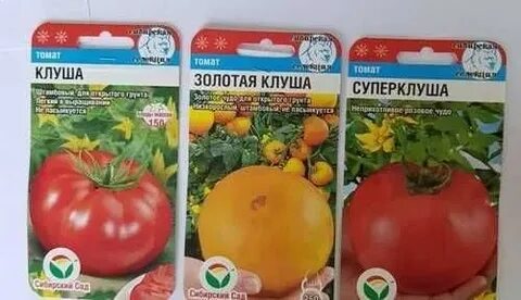 Клуша характеристика и описание