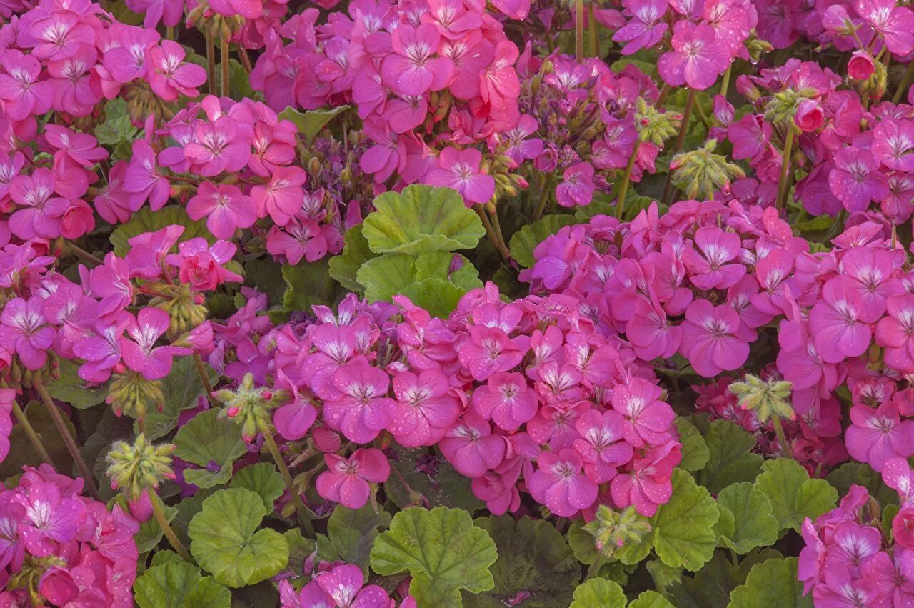 Pink Geranium пеларгония. Герань гибридная Пинк пенни. Герань Wargrave Pink.