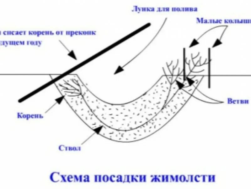 На каком расстоянии сажать жимолость. Схема посадки жимолости съедобной. Схема посадка кустарников жимолости. Посадка жимолости весной в открытый грунт. Схема посадки жимолости весной.