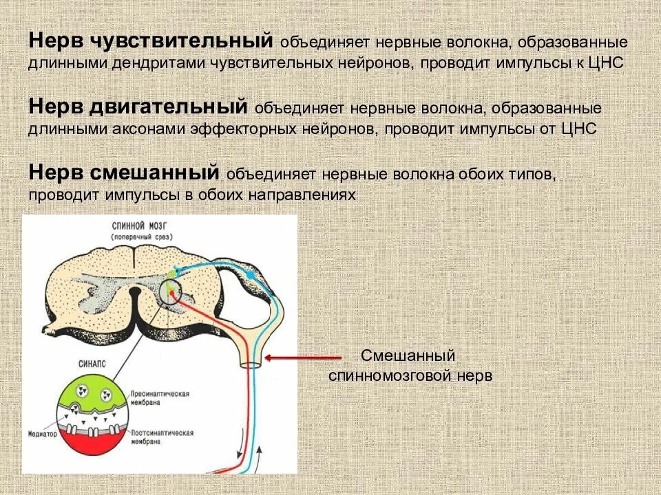 Путь передачи нервного импульса в мозг. Чувствительные и двигательные нервные волокна. Чувствительный нерв. Чувствительный и двигательный нерв. Двигательный нерв функции.