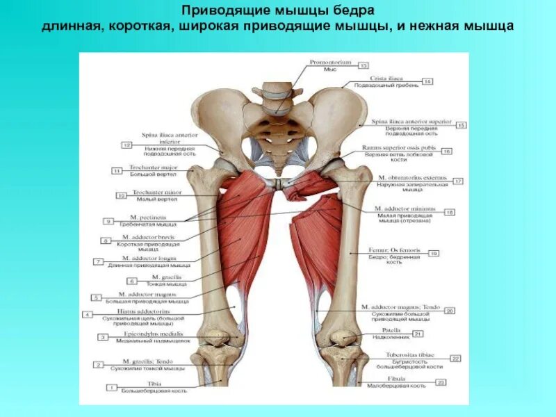 Функции приводящих мышц. Большая приводящая мышца бедра анатомия. Гребенчатая и короткая приводящая мышцы бедра. Длинная приводящая мышца бедра функции.