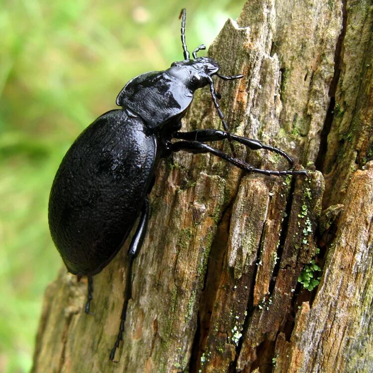 Черные жуки фото. Пыльцеед черный Жук. Carabus (=Procrustes) coriaceus (Linnaeus, 1758). Черный Лесной Жук. Carabus coriaceus Linnaeus, 1758.