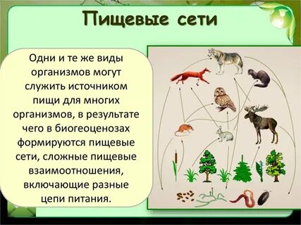 Почему для видовых организмов используют 2 слова