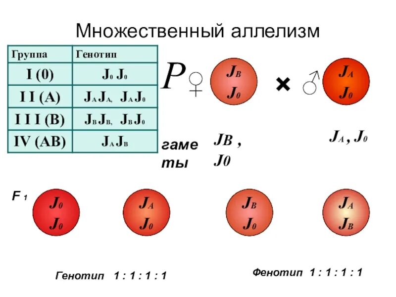 Запишем соотношение генотипов и фенотипов. Множественный аллелизм и кодоминирование. Аллелизм. Множественный аллелизм.. Множественный аллелизм примеры. Множественные аллели это в генетике.