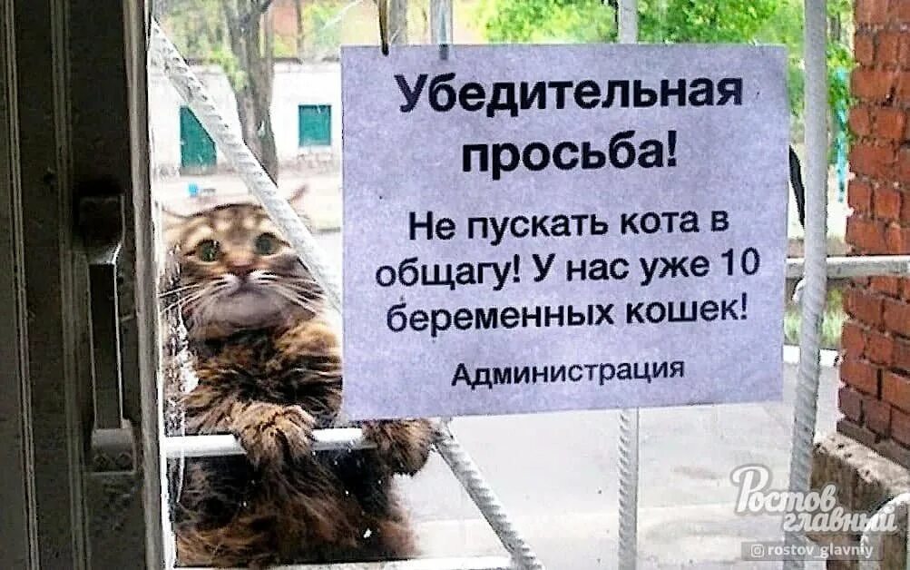 Не верь коту он ел