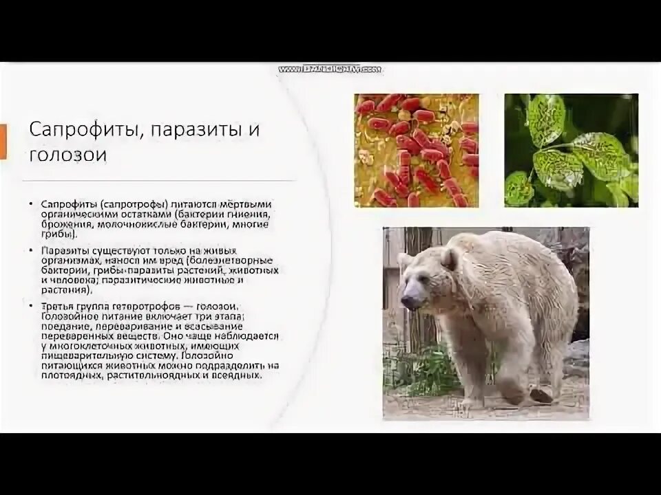 Лев способ питания. Типы клеточного питания фотосинтез и хемосинтез 10 класс. типы питания биология 10 класс.