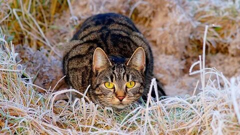 Котята охотятся